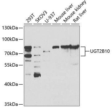 UGT2B10 Rabbit pAb