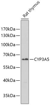 CYP3A5 Rabbit pAb