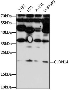 CLDN14 Rabbit pAb