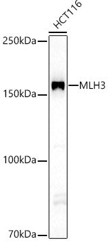 MLH3 Rabbit pAb