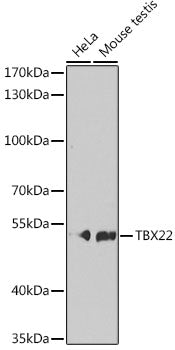 TBX22 Rabbit pAb