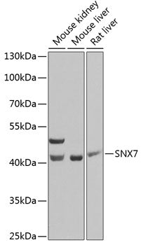 SNX7 Rabbit pAb