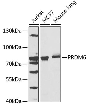 PRDM6 Rabbit pAb