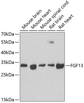 FGF13 Rabbit pAb