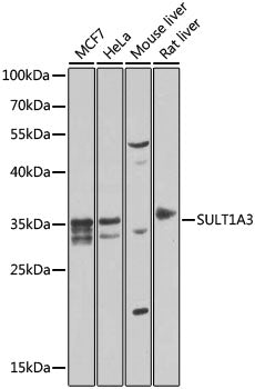 SULT1A3 Rabbit pAb