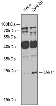 TAF11 Rabbit pAb