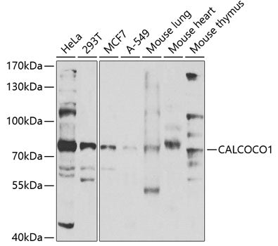 CALCOCO1 Rabbit pAb