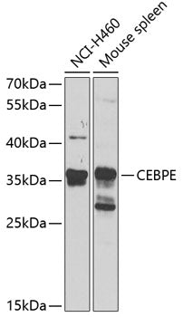 CEBPE Rabbit pAb