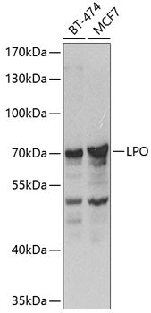 LPO Rabbit pAb