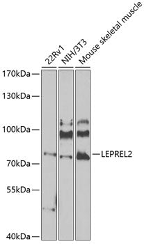 LEPREL2 Rabbit pAb