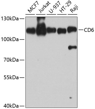CD6 Rabbit pAb