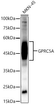 GPRC5A Rabbit pAb