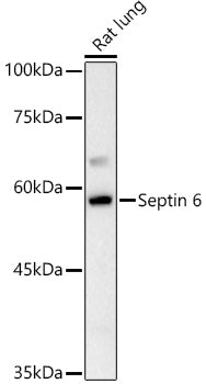 Septin 6 Rabbit pAb