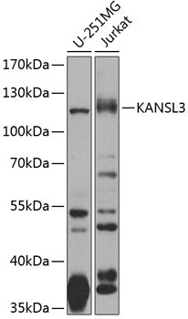 KANSL3 Rabbit pAb