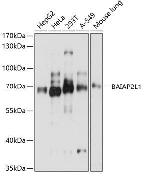 BAIAP2L1 Rabbit pAb