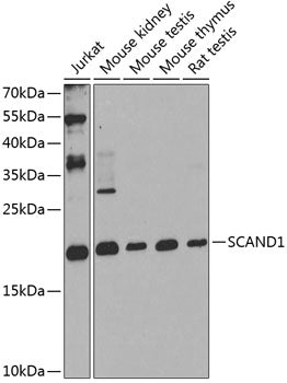 SCAND1 Rabbit pAb