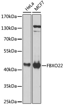 FBXO22 Rabbit pAb