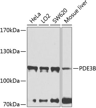 PDE3B Rabbit pAb