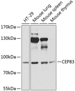 CEP83 Rabbit pAb
