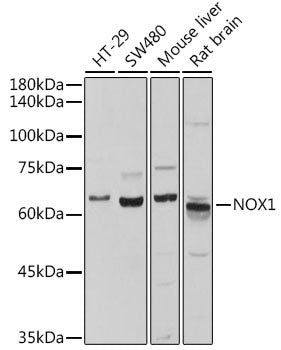NOX1 Rabbit pAb