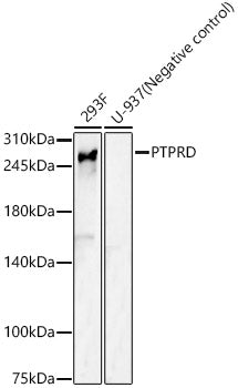 PTPRD Rabbit pAb