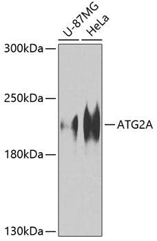 ATG2A Rabbit pAb