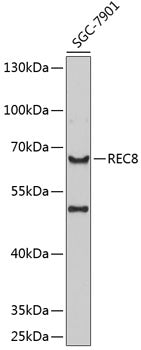 REC8 Rabbit pAb