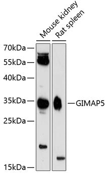 GIMAP5 Rabbit pAb