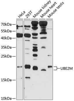 UBE2M Rabbit pAb