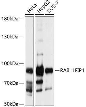 RAB11FIP1 Rabbit pAb