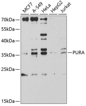 PURA Rabbit pAb