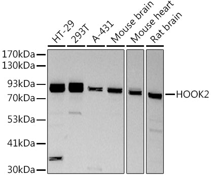 HOOK2 Rabbit mAb