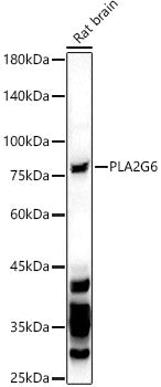 PLA2G6 Rabbit pAb