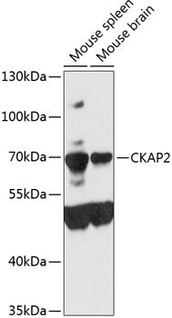 CKAP2 Rabbit pAb