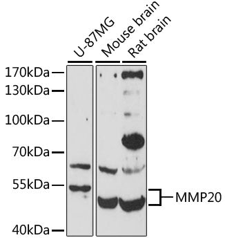MMP20 Rabbit pAb