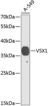 VSX1 Rabbit pAb