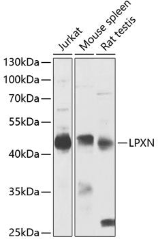 LPXN Rabbit pAb