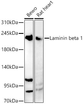 Laminin beta 1 Rabbit pAb