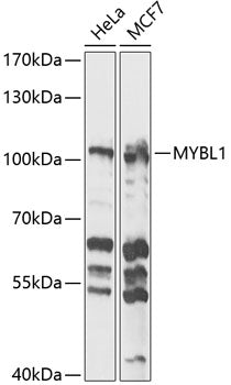 MYBL1 Rabbit pAb