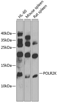 POLR2K Rabbit pAb