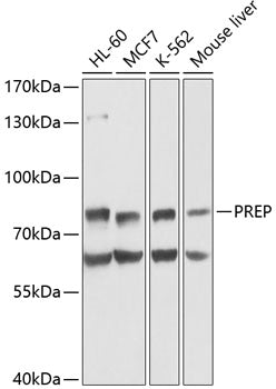 PREP Rabbit pAb