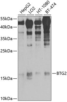 BTG2/PC3 Rabbit pAb