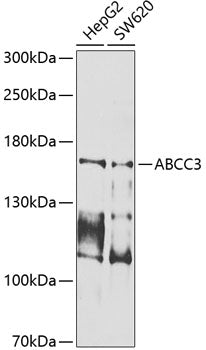 ABCC3 Rabbit pAb