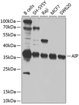 AIP Rabbit pAb