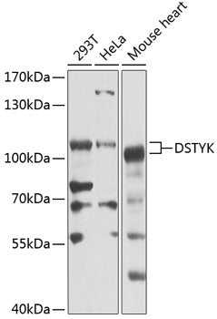 DSTYK Rabbit pAb