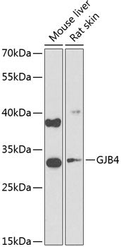 GJB4 Rabbit pAb