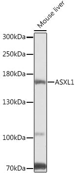 ASXL1 Rabbit pAb