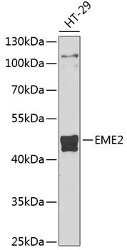 EME2 Rabbit pAb