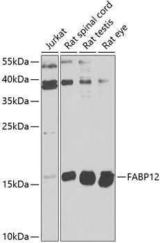FABP12 Rabbit pAb