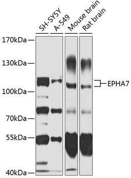 EPHA7 Rabbit pAb